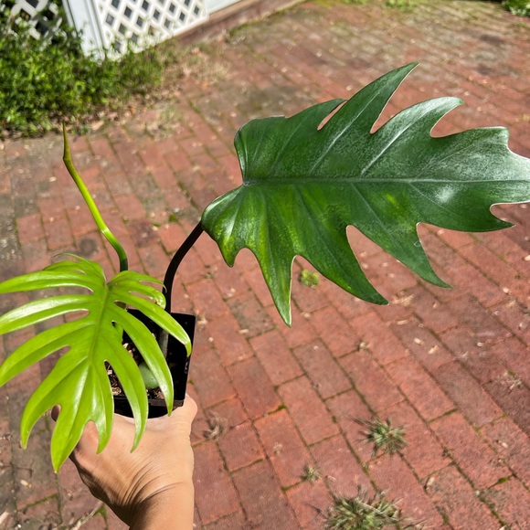 Philodendron Mayoi - Picture 5 of 6
